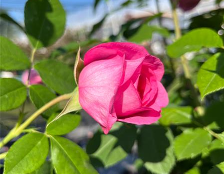 Rosa 'Gertrude Jekyll'