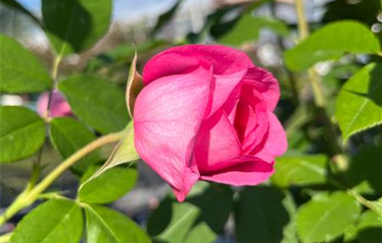 Rosa 'Gertrude Jekyll'