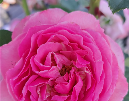 Rosa 'Renée van Wegberg'