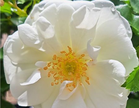 Rosa 'Schneeflocke'