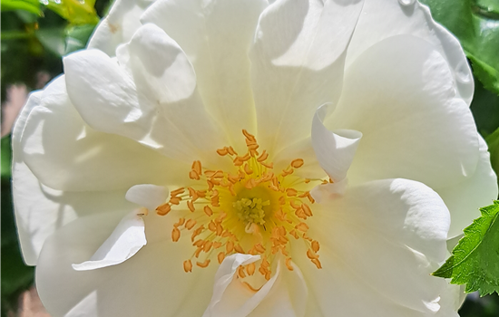 Rosa 'Schneeflocke'
