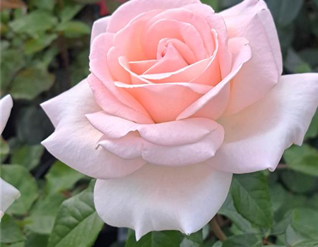 Rosa 'Schloß Ippenburg'