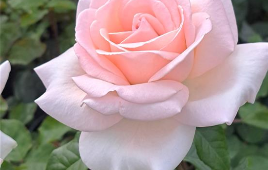 Rosa 'Schloß Ippenburg'