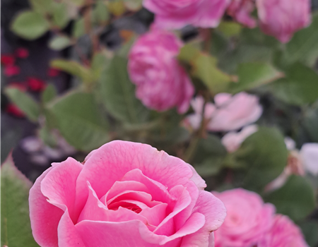 Rosa 'Rosengräfin Marie Henriette'
