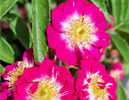 Rosa 'Perennial Blue'