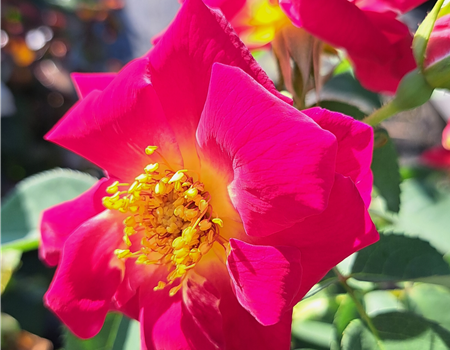 Rosa 'Weg der Sinne'