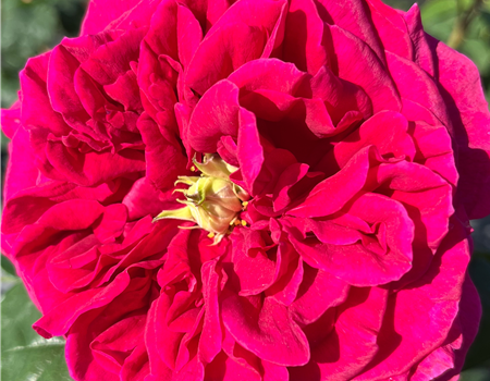 Rosa 'William Shakespeare'