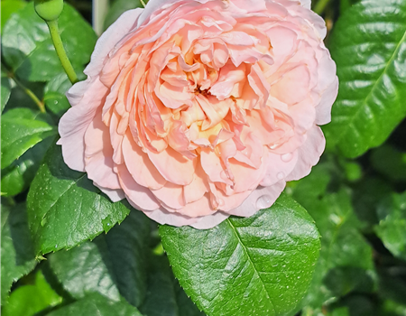 Rosa 'Strawberry Hill'