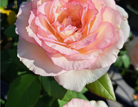 Rosa 'Souvenir de Baden Baden'