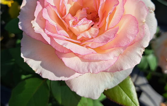 Rosa 'Souvenir de Baden Baden'