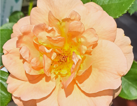 Rosa 'Schöne vom See'