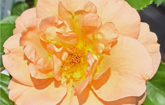 Rosa 'Schöne vom See'