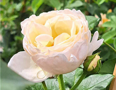 Rosa 'Uetersener Klosterrose'