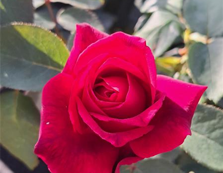 Rosa 'Gräfin Diana'