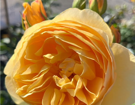 Rosa 'Graham Thomas'