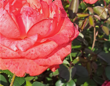 Rosa 'Holsteinperle'