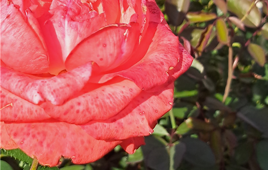 Rosa 'Holsteinperle'