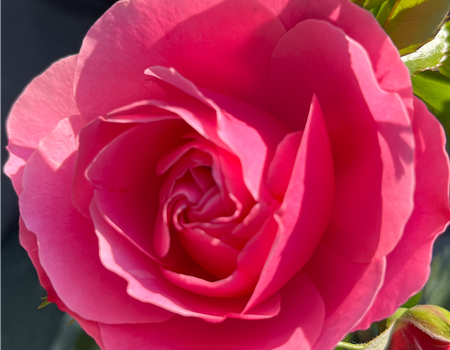 Rosa 'Leonardo da Vinci'