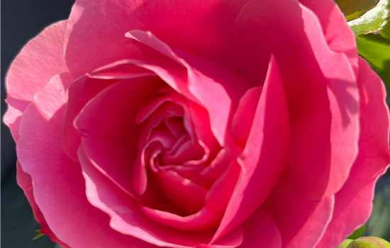 Rosa 'Leonardo da Vinci'
