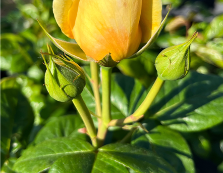 Rosa 'Michelangelo'