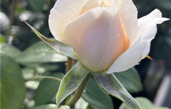 Rosa 'Lion's Rose'