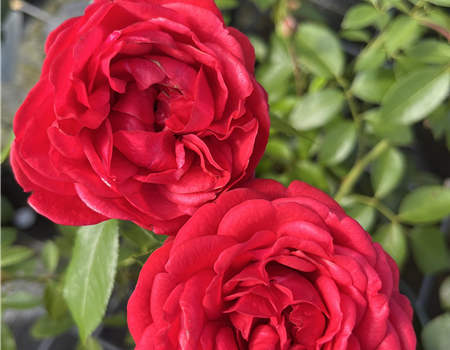 Rosa 'Out of Rosenheim'