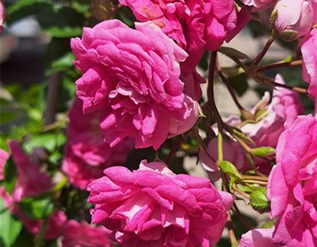 Rosa 'Super Dorothy'