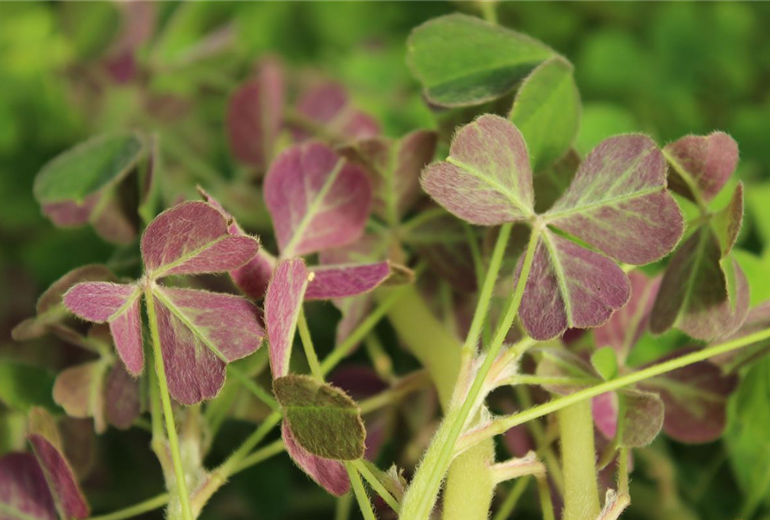 Oxalis_Oca_Tuberosa_2.jpg