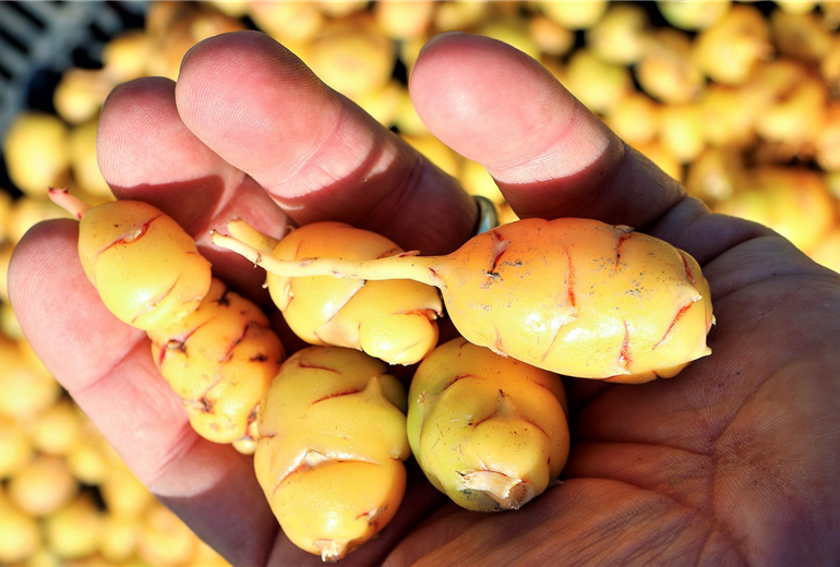 Oxalis_Oca_Tuberello.jpg