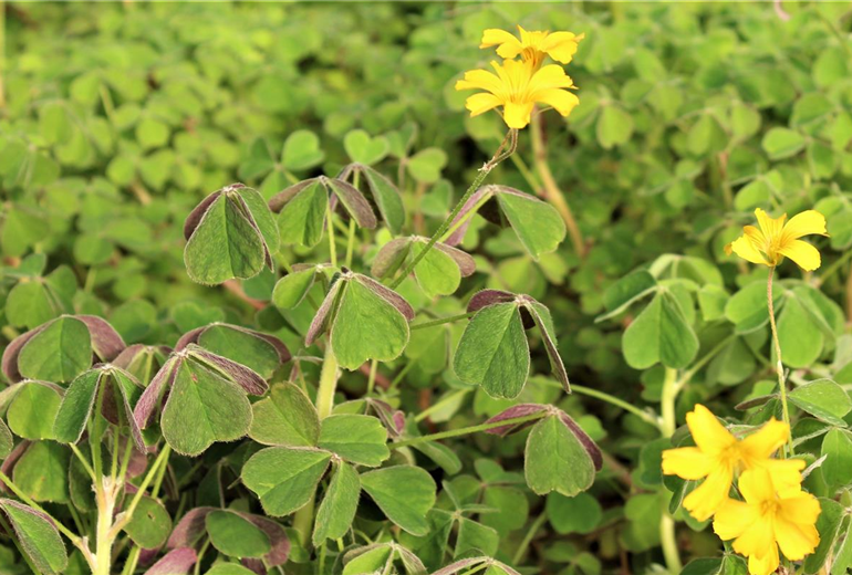 Oxalis_Oca_Tuberello_9.jpg