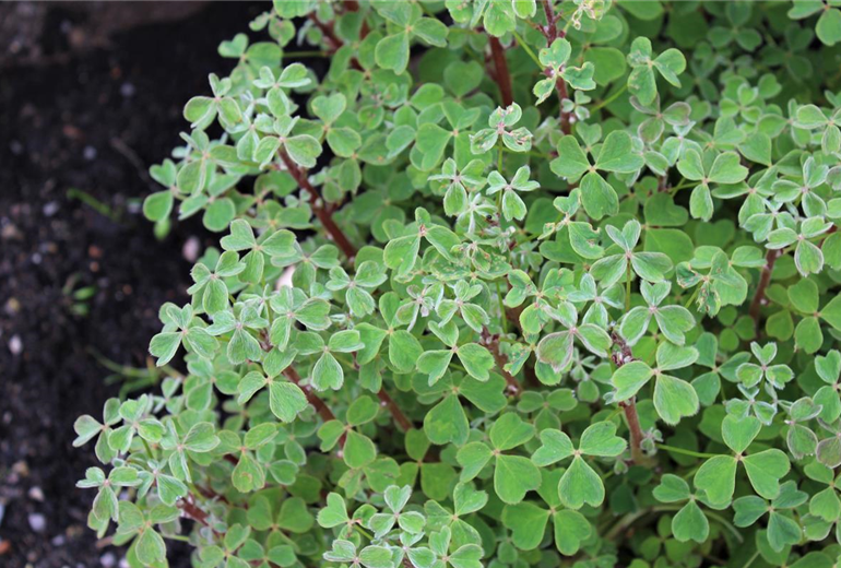 Oxalis_Oca_Tuberello_10.jpg