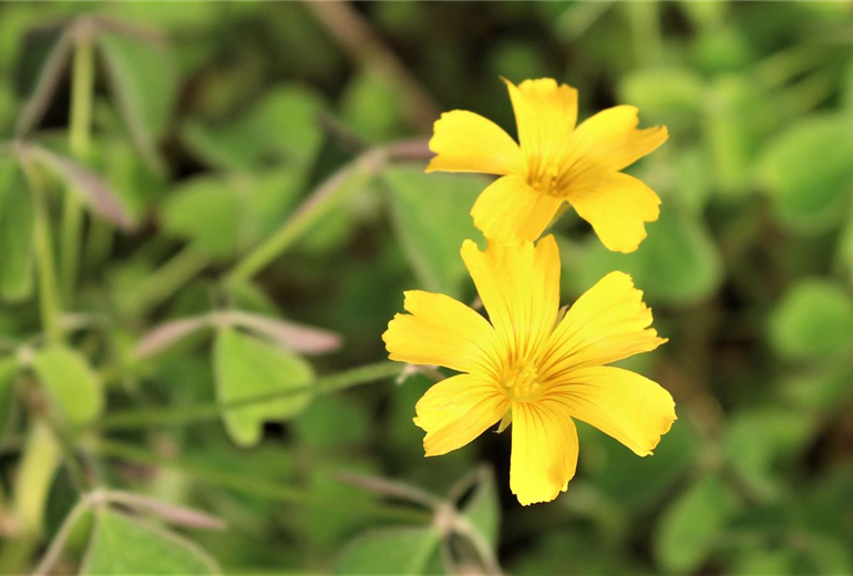 Oxalis_Oca_Tuberosa_1.jpg