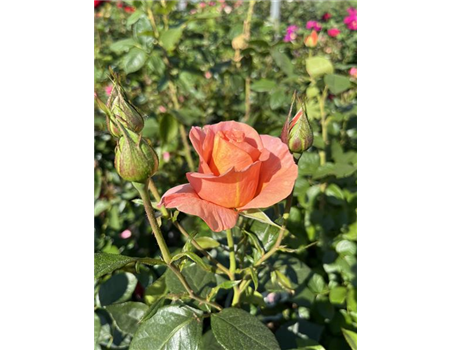 Rosa 'Bengali'