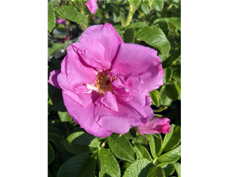 Rosa rugosa 'Angelia Pink'