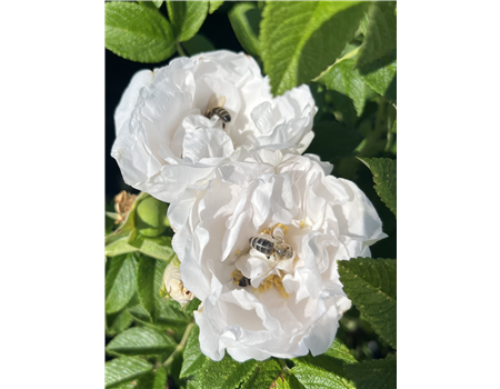 Rosa rugosa 'Angelia White'