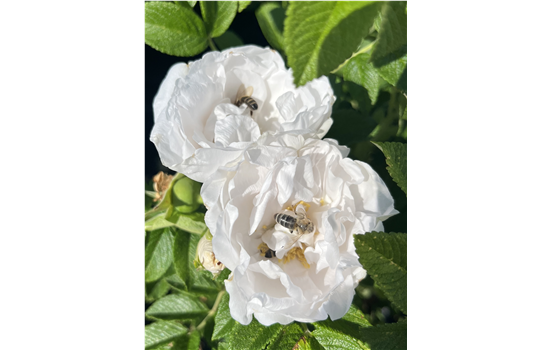 Rosa rugosa 'Angelia White'