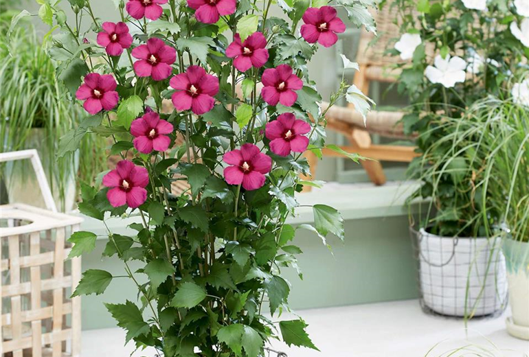 Hibiscus Flower Tower Ruby plant.jpg
