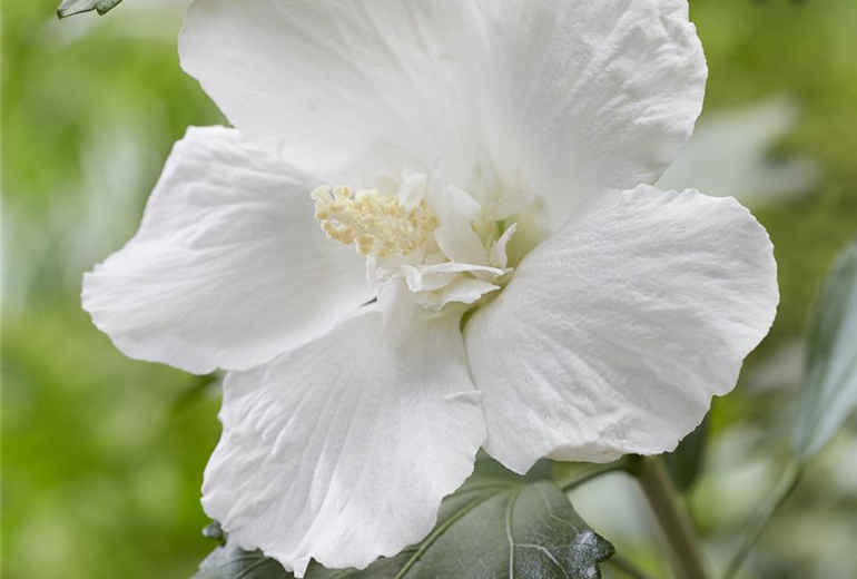 hisgaar Hibiscus-Flower Tower White_Close up flower2.jpg