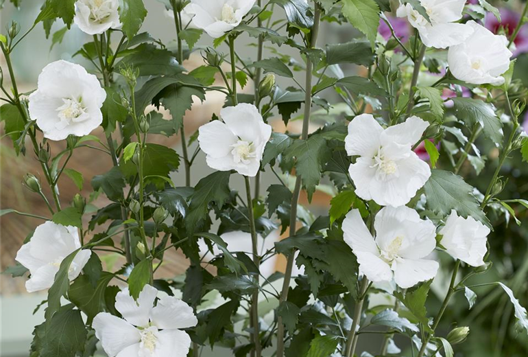 hisgaar Hibiscus-Flower Tower White_Flower.jpg