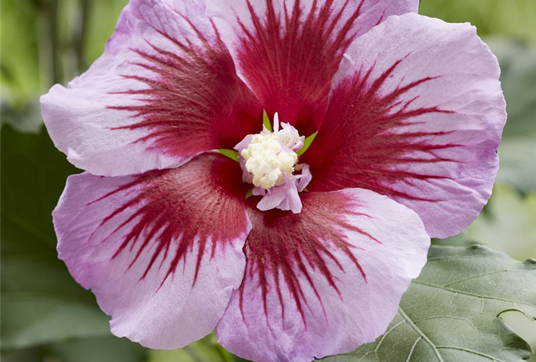 hisgasa Hibiscus-Flower Tower Purple_Close up flower.jpg