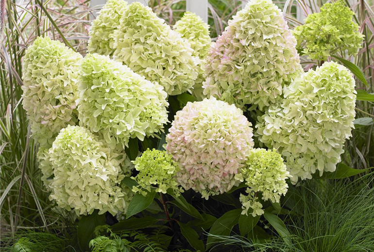 Hydrangea 'Little Fresco' (3).jpg