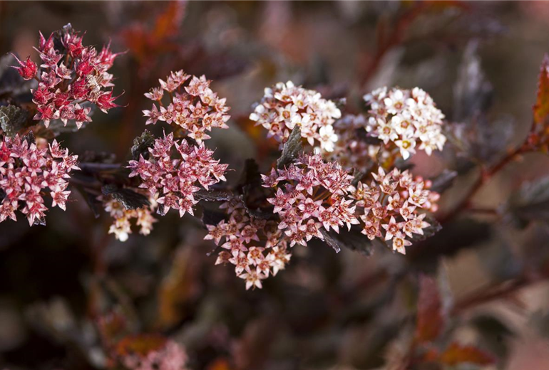 PHYSOCARPUS opulifolius ´Little Devil´ (14).jpg