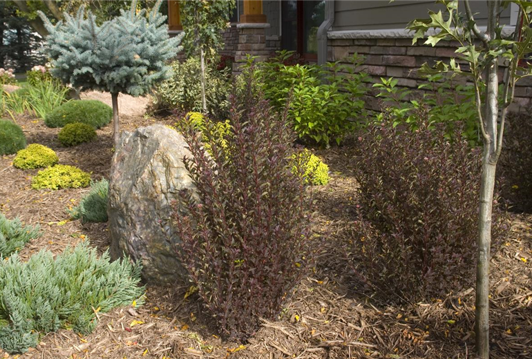 PHYSOCARPUS opulifolius 'Little Devil' (1).jpg