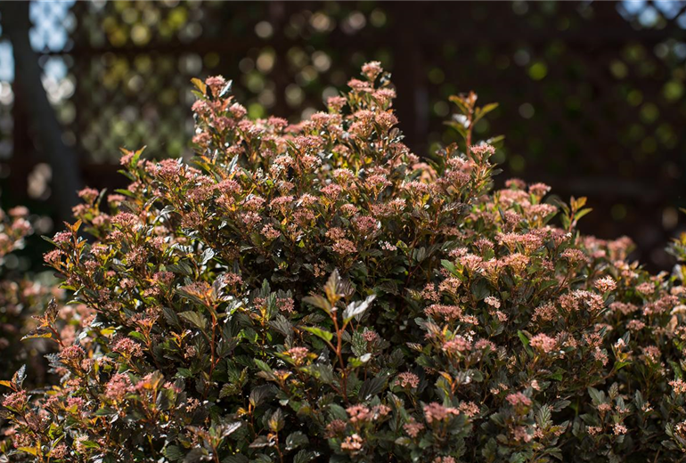 PHYSOCARPUS opulifolius 'Little Devil' (3).jpg