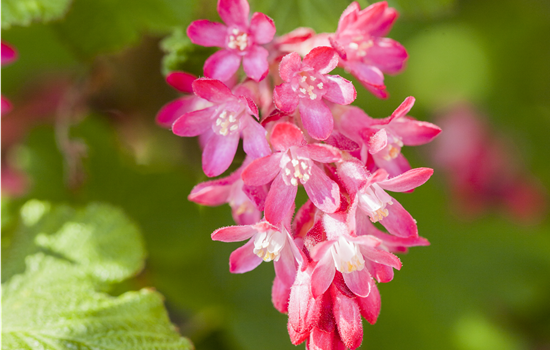 Ribes sanguineum 'Koja'