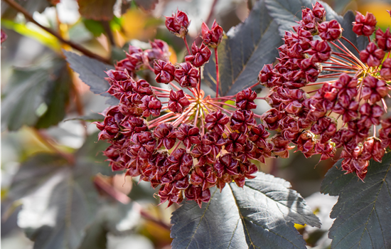 Physocarpus opulif. 'Red Baron'