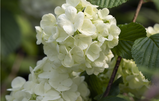 Viburnum plicatum 'Popcorn'