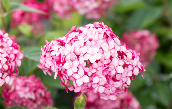 Hydrangea arb. 'Ruby Annabelle'
