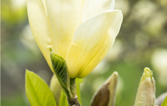 Magnolia 'Elizabeth'