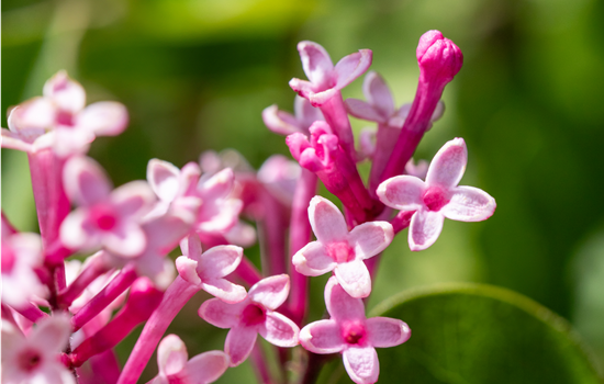 Syringa 'Tinkerbelle'